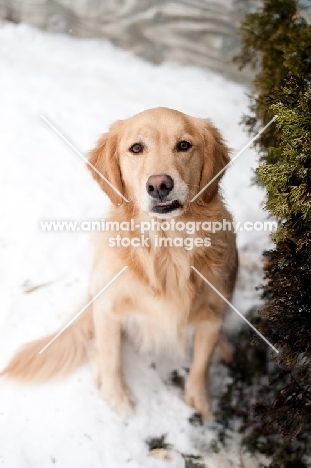 Golden Retriever sitting on snow making a funny face.