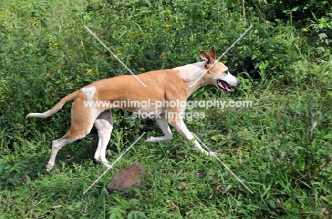 Canis Africanis walking