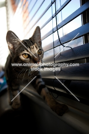 Young cat walking across window ledge with blinds