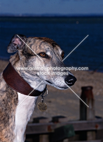 roscrea emma, ex-racing greyhound head study