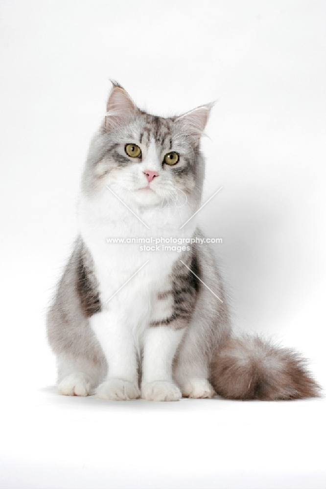 Siberian cat front view on white background, silver mackerel tabby & white colour