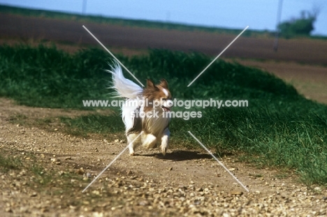 dremas cannylad at sunshoo, papillon, galloping down path