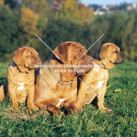 dogue de bordeaux bitch with her two puppies