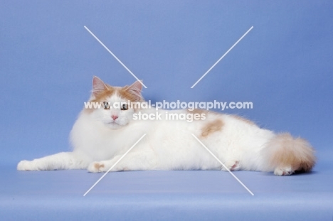 Cream Mackerel Tabby & White Norwegian Forest Cat
