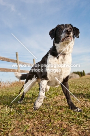 black and white dog in field