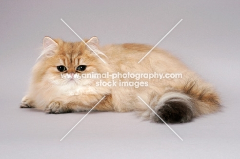 Chinchilla Golden Persian, lying down