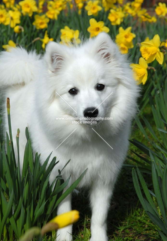 japanese spitz in daffodils, foxy