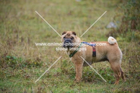 shar pei standing in a field