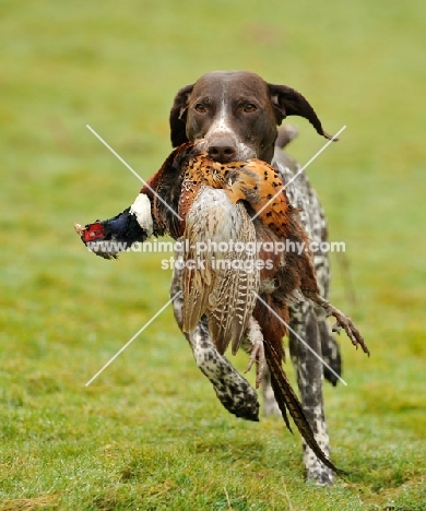 German Pointer retrieving pheasant