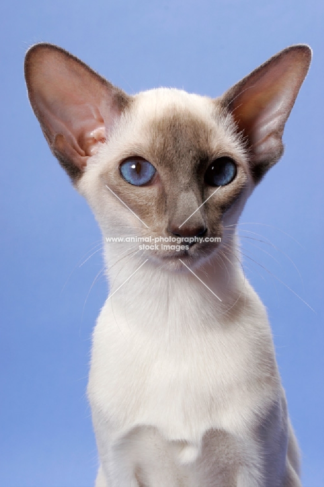 6 month old lilac point Siamese, portrait