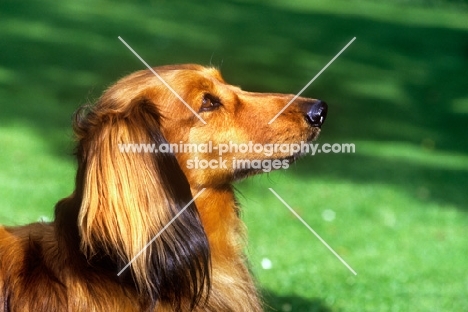 long haired dachshund portrait in profile