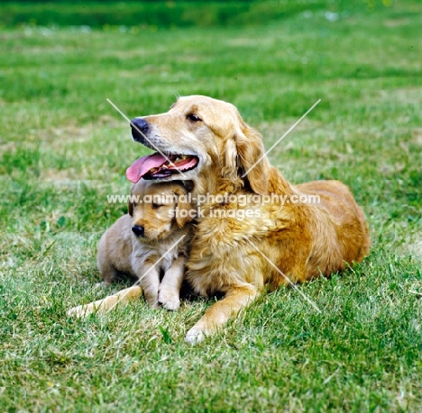 golden retriever with puppy lying on the grass