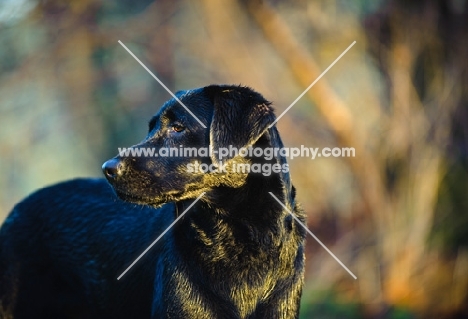 black Labrador Retriever looking away