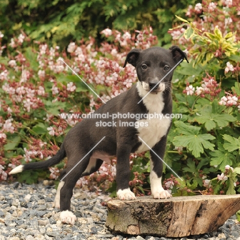 Whippet puppy in garden