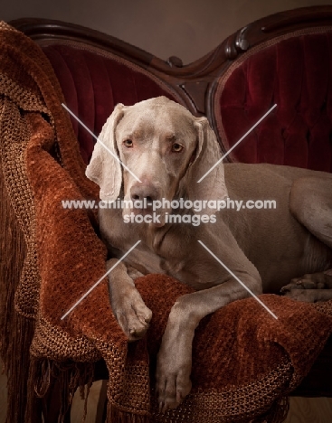 Weimaraner