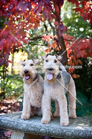 two welsh terriers standing on bench