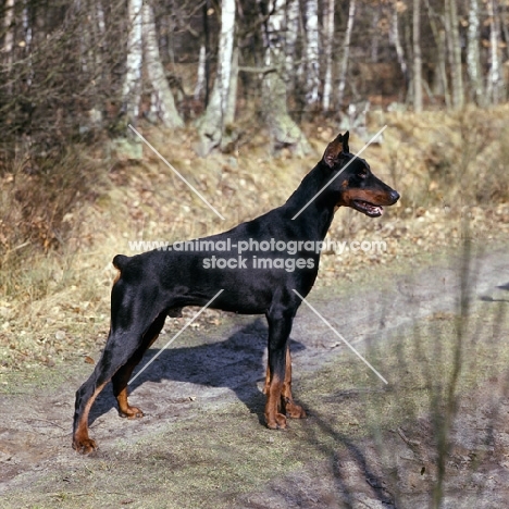 int champion odin von forell, dobermann with cropped ears standing on a forest path