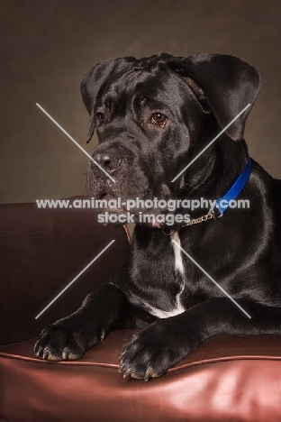 black Cane Corso on couch