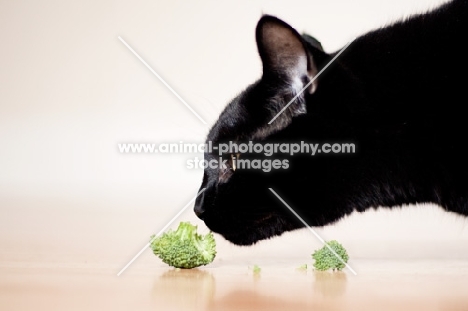 Black cat smelling broccoli
