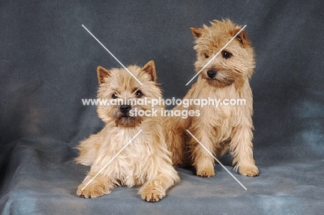 two Cairn Terriers on dark grey background