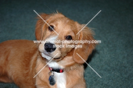 Nova Scotia Duck Tolling Retriever