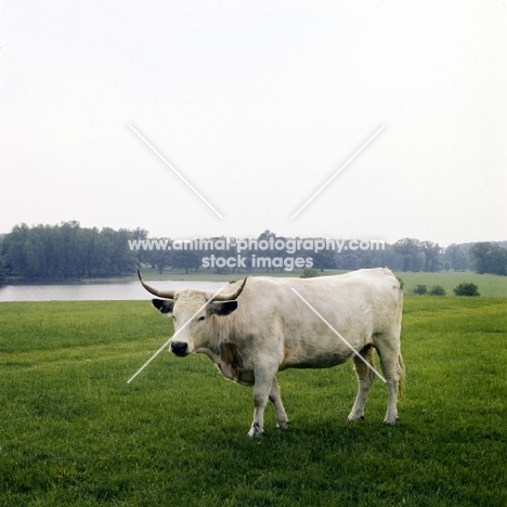chartley cow at woburn park