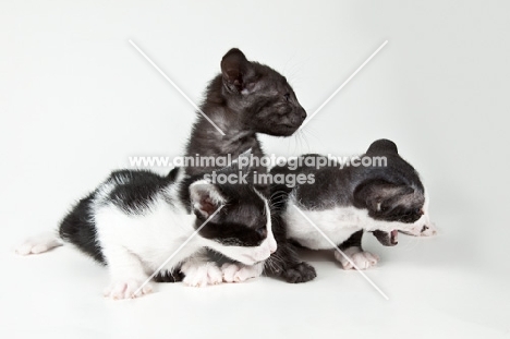 3 Peterbald kittens together, 4 weeks old