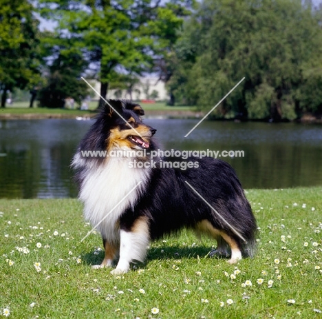 champion famous top winning shetland sheepdog, ch cultured at cashella