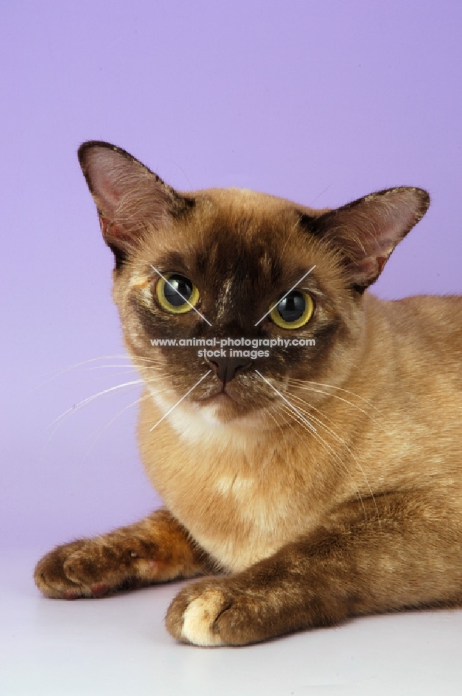 chocolate tortie burmese cat on purple background