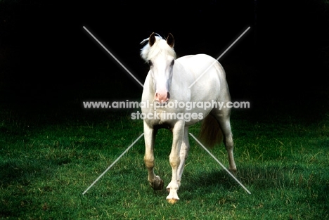 pony walking towards camera