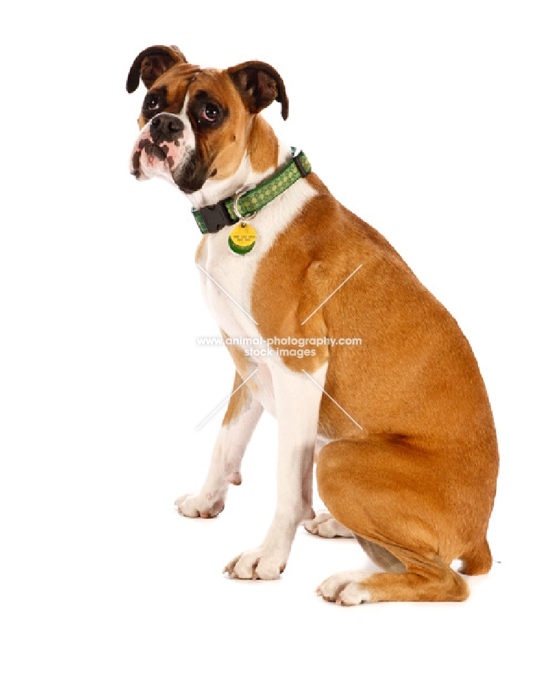 Boxer on white background