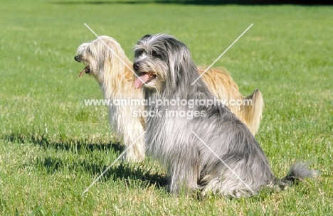 berger des pyrenees a poil long pair