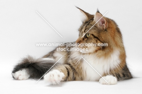 Brown Classic Tabby & White Maine Coon, looking aside on white background