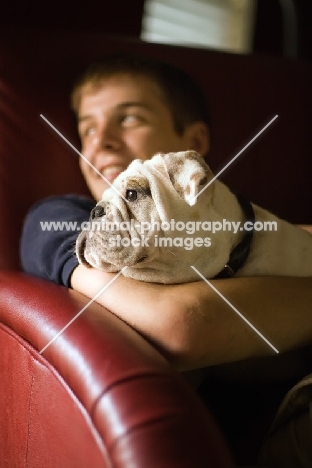 Bulldog on sofa with man