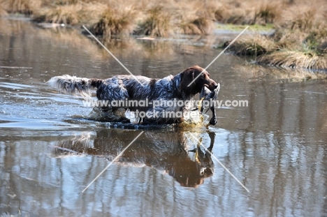 small Munsterlander retrieving from water