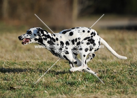 Dalmatian running