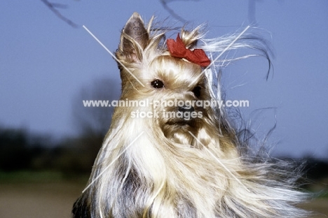 yorkshire terrier with hair blowing in the wind