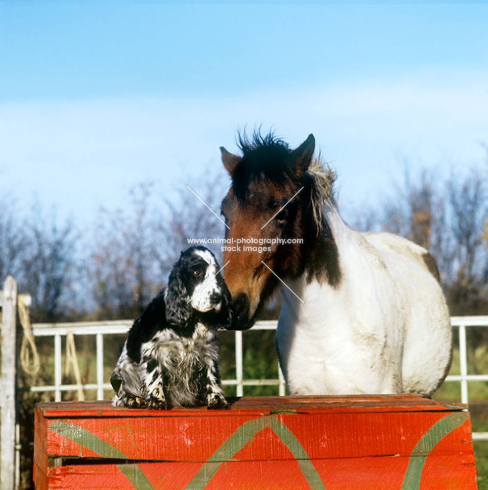 pony chatting with a cocker spaniel