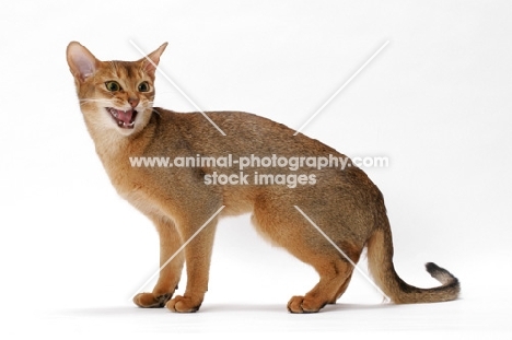 angry young ruddy Abyssinian
