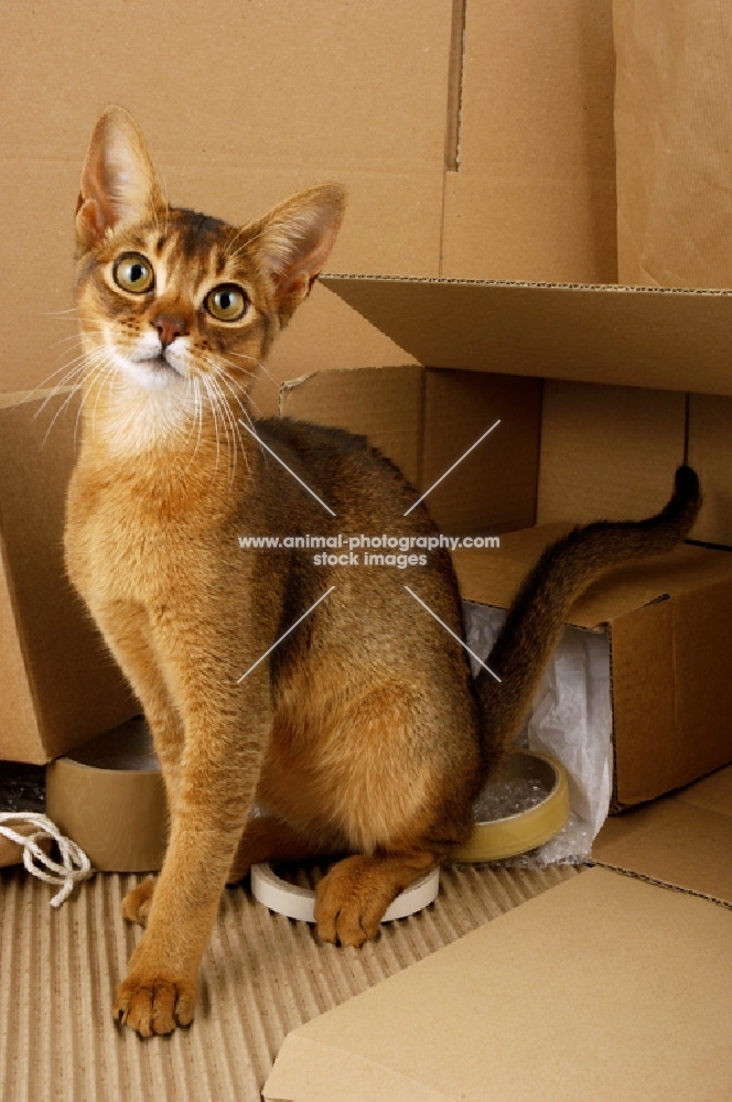 ruddy abyssinian amongst boxes