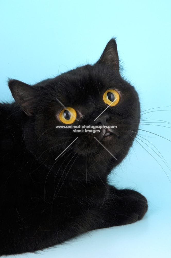 black british shorthair cat looking up