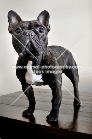 French Bulldog standing on wooden floor against cream backdrop
