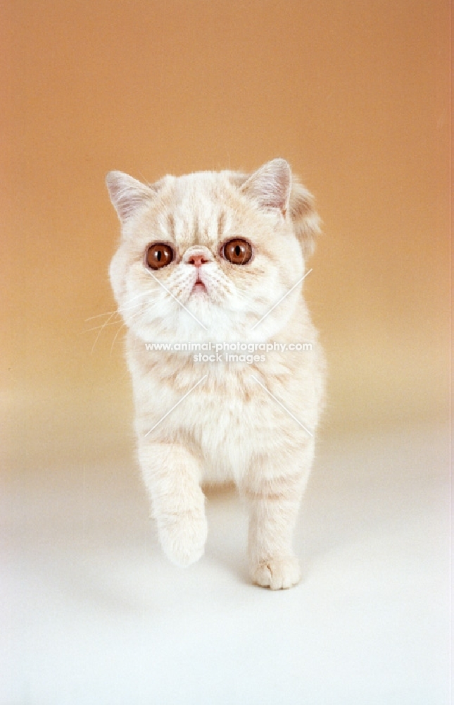 cream tabby Exotic Shorthair