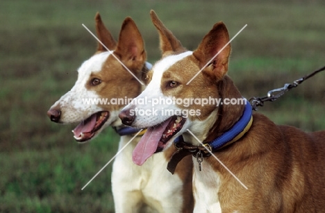 two large Portuguese Podengo, shorthaired