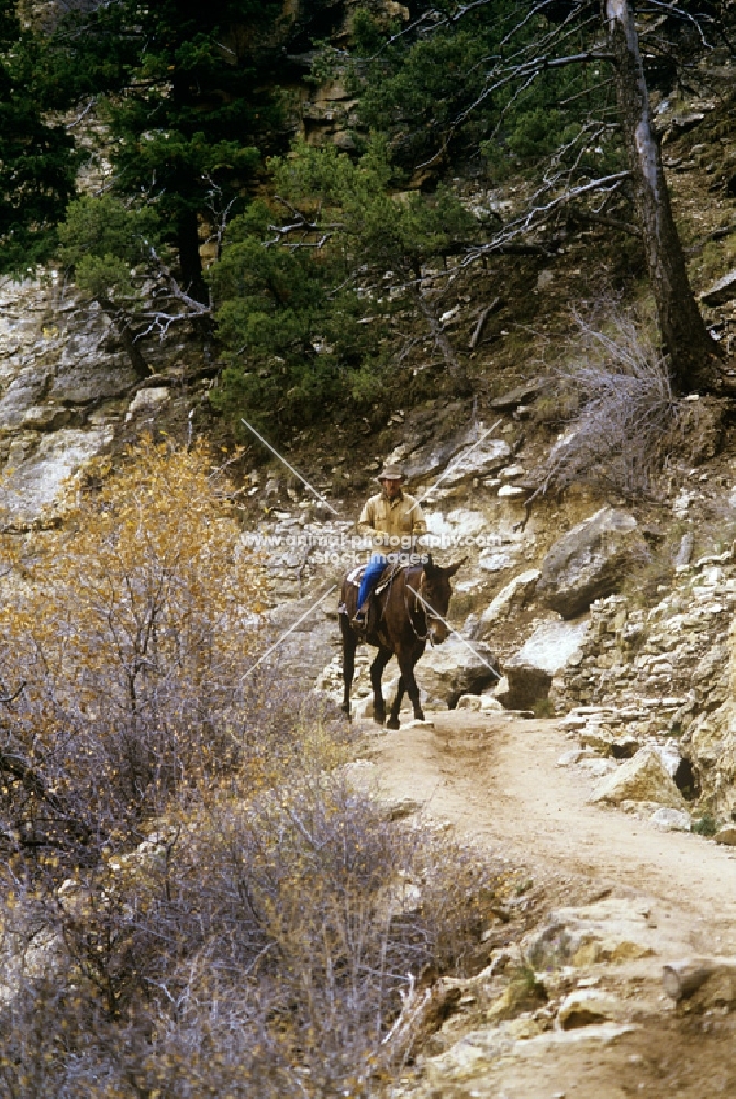 mule and rider on the bright angel trail, grand canyon