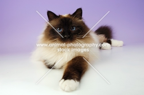 seal pointed Birman cat on pastel background