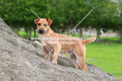 Patterdale Terrier outdoors