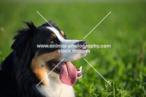 black tri colour australian shepherd with tongue out