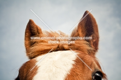 Belgian filly's ears and forelock