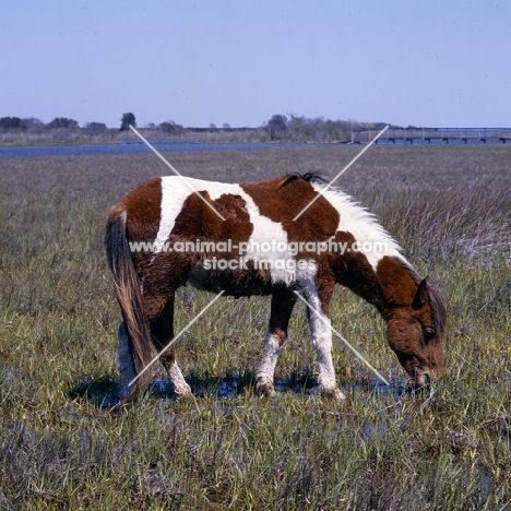 Side view of chincoteague pony on assateague island